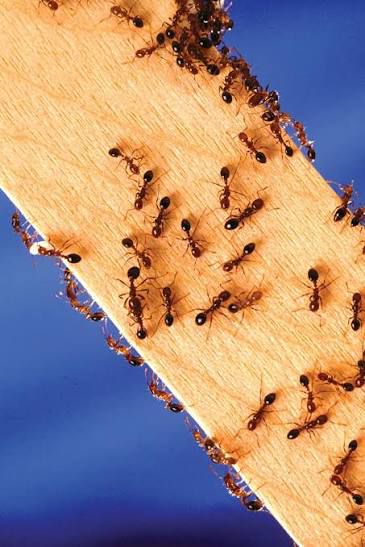 Commercial pest management Zimbabwe