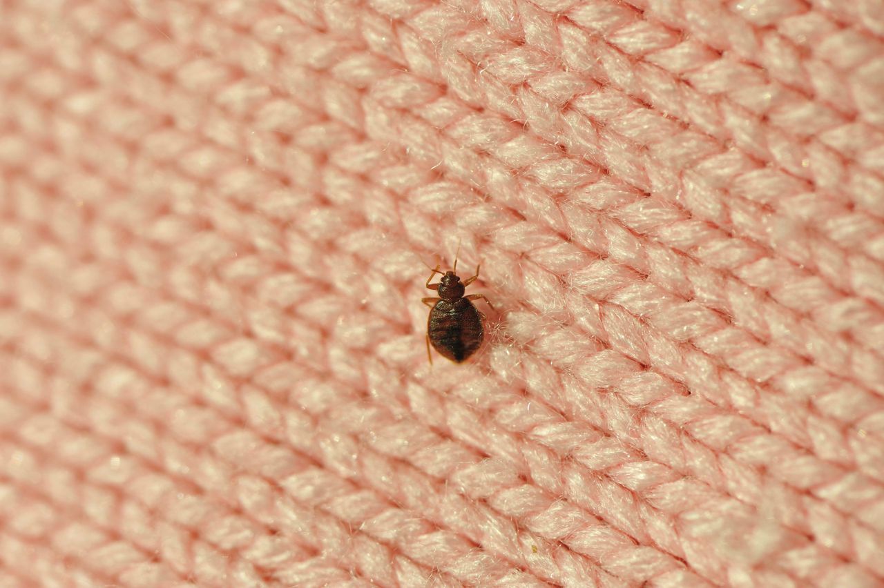 Cockroach pest control Zimbabwe