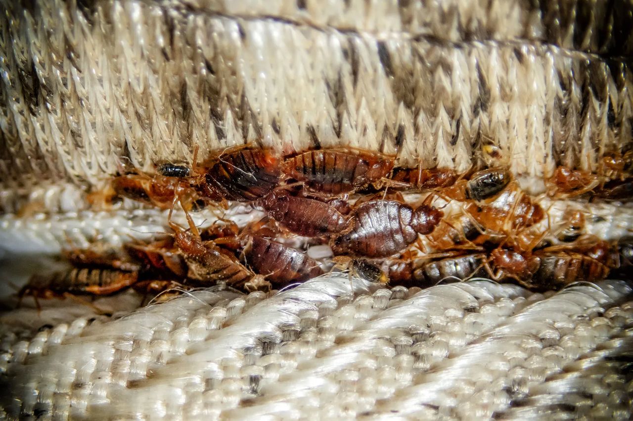 Cockroach fumigation Zimbabwe