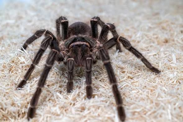 Spider pest control Zimbabwe