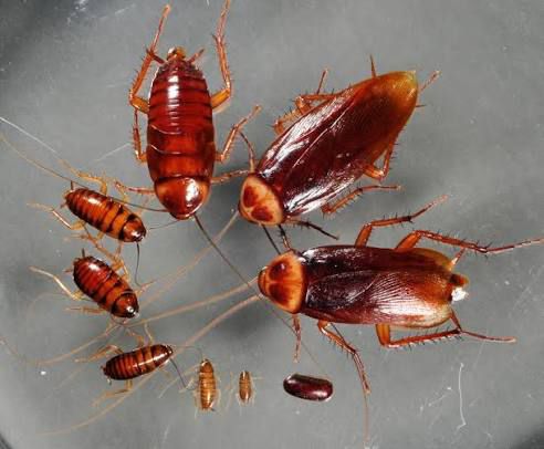Bed bug treatment Zimbabwe