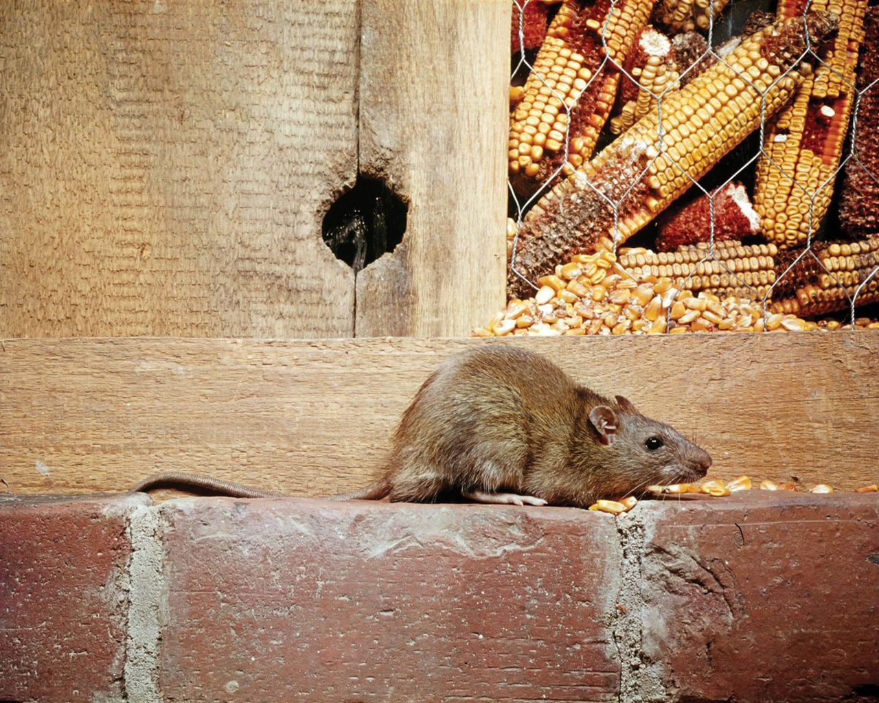 Rodent control Zimbabwe