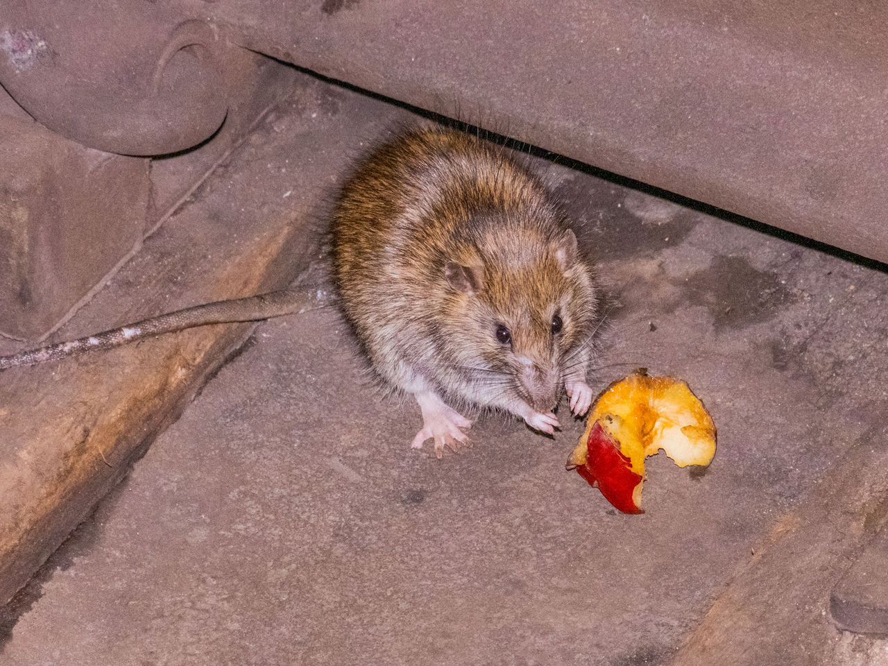 Rodent control Zimbabwe