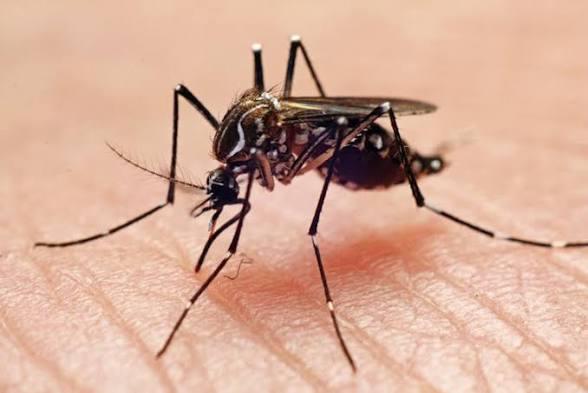 Mosquito control Zimbabwe